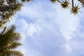 Coco palm leaf on sky background. Tropical island vintage toned photo. Royalty Free Stock Photo