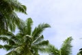 Coco palm leaf on sky background. Vacation day on tropical island. Royalty Free Stock Photo