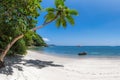 Coco palm over paradise beach, white sand and turquoise sea