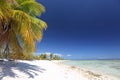 Coco palm over white sandy beach Royalty Free Stock Photo