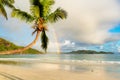 Coco palm and rainbow on exotic tropical beach