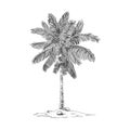 Coco palm, retro hand drawn vector illustration.