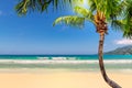 Coco palm on sandy beach and turquoise sea Royalty Free Stock Photo