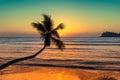 Coco palm at sunset over tropical beach in Caribbean sea. Royalty Free Stock Photo