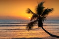 Coco palm at sunset over tropical sea Royalty Free Stock Photo