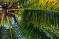 Coco palm top closeup on blue sky background. Palm tree crown with coconuts. Exotic place for vacation concept Royalty Free Stock Photo