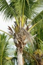 Coco-palm tree against blue sky Royalty Free Stock Photo