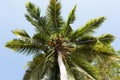 Coco-palm tree against blue sky Royalty Free Stock Photo