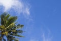 Coco palm tree on blue sky background. Sunny day on tropical island. Royalty Free Stock Photo