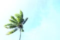 Coco palm tree on blue sky background. Sunny day on tropical island. Royalty Free Stock Photo