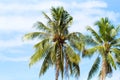 Coco palm tree on blue sky background. Sunny day on tropical island. Royalty Free Stock Photo