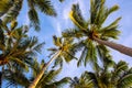 Coco palm tree branch on blue sky background. Coconut palm top banner template. Summer travel destination Royalty Free Stock Photo