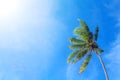 Coco palm tree on cloudy blue sky background. Sunny day on tropical island. Royalty Free Stock Photo