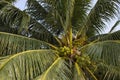 Coco palm tree with coconuts. Green palm fruit photo. Coconut on tree. Tropical garden landscape. Royalty Free Stock Photo