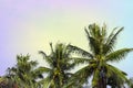 Coco palm tree crown on cloudy sky. Tropical nature vintage toned photo. Coco palm crown with fluffy leaf. Royalty Free Stock Photo