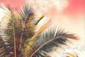 Coco palm tree crown on sky background. Pink toned palm leaf on sunset sky. Tropical vacation digital illustration. Royalty Free Stock Photo