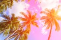 Coco palm tree in hot pink tone. Tropical landscape with palm Royalty Free Stock Photo