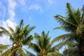 Coco palm tree leaf on blue sky. Fluffy palm leaf frame on skyscape. Tropical island banner template with text place Royalty Free Stock Photo