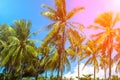 Coco palm tree in pink flare. Tropical landscape with palms. Royalty Free Stock Photo