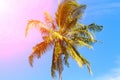 Coco palm tree in pink sunlight. Tropical landscape with palms. Palm tree crown on blue sky. Royalty Free Stock Photo