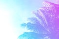 Coco palm tree on sky background. Gentle pink and blue toned photo. Royalty Free Stock Photo