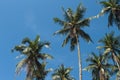 Coco palm tree on sunny blue sky. Tropical escape destination photo.