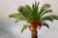 Coco palm tree top at sky background Royalty Free Stock Photo