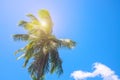 Coco palm tree top with sun flare. Palm tree crown with green leaf on sunny sky background.