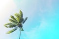 Coco palm tree on turquoise sky background. Sunny day on tropical island. Royalty Free Stock Photo