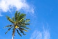 Coco palm tree on vibrant blue sky background. Sunny day on tropical island. Royalty Free Stock Photo