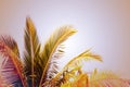 Coco palm tree vintage toned photo. Tropical vacation destination place. Exotic island holiday. Royalty Free Stock Photo