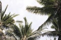 Coco palm tree and white sky. Relaxing tropical island neutral photo background. Palm leaf frame with place for text Royalty Free Stock Photo