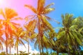 Coco palm trees in pink sun flare. Tropical landscape with palms. Royalty Free Stock Photo