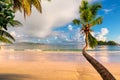 Coco palm on tropical beach at surise in Seychelles Royalty Free Stock Photo