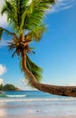 Coco palm on tropical beach at surise in Seychelles Royalty Free Stock Photo