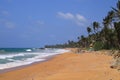 Coco palms at Bara Beach, Galle Royalty Free Stock Photo