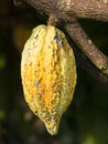 Cocoa bean Royalty Free Stock Photo