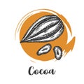 Cocoa bean drawn sketch. Chocolate design. Chocolate beans. Vintage illustration