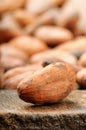 Cocoa bean. Macro