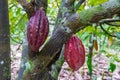 Cocoa bean ripe in tree in jungle before harvest