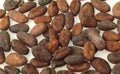 Cocoa beans