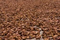 Cocoa beans Royalty Free Stock Photo