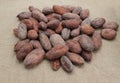 Cocoa beans. Cacao beans on a burlap background. Royalty Free Stock Photo