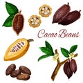 Cocoa beans, cacao pod plant, chocolate ingredient