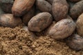 Cocoa beans and cacao powder closeup Royalty Free Stock Photo