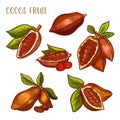 Cocoa beans, chocolate cacao fruit pods vector