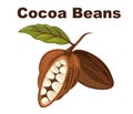 Cocoa beans. Chocolate cocoa beans tree. Organic product Doodle sketch for cafe, shop, menu.