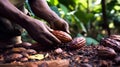 Cocoa beans and a cocoa pod in the hands of a farmer in nature. Royalty Free Stock Photo