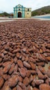 Cocoa beans drying in the courtyard of the chuao church Aragua state Venezuela