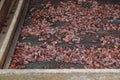 Cocoa beans drying in Guadeloupe Royalty Free Stock Photo